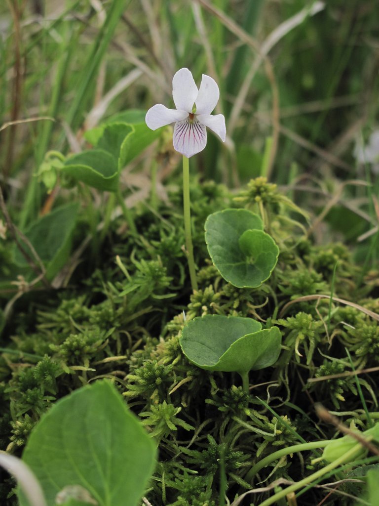 Viola palustris
